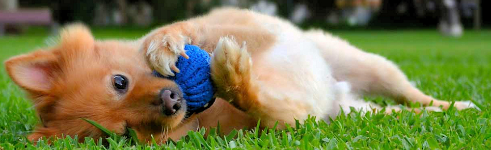 Small dog laying on side with ball in hands