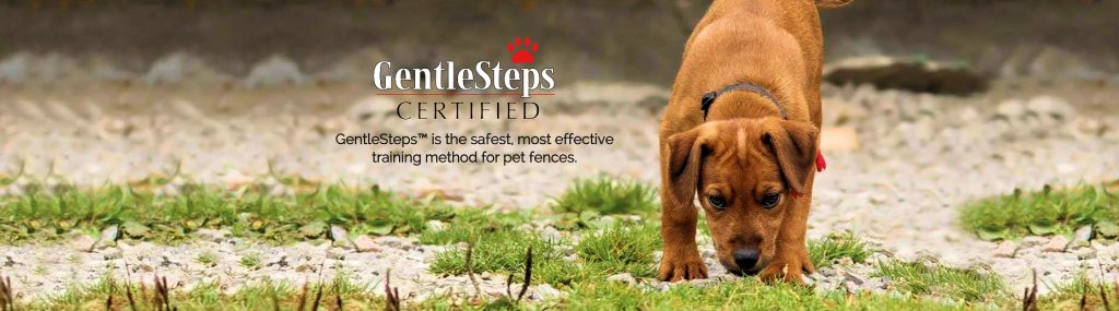 Dog sniffing grass with GentleSteps information